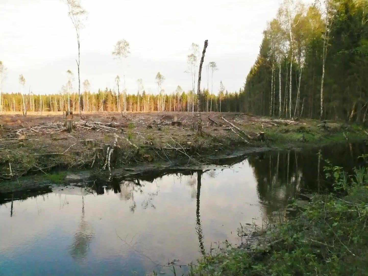 Esna jõe lagedaks raiutud kaldavöönd.