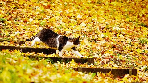 V Latviji se bo ohladilo, padavin bo malo