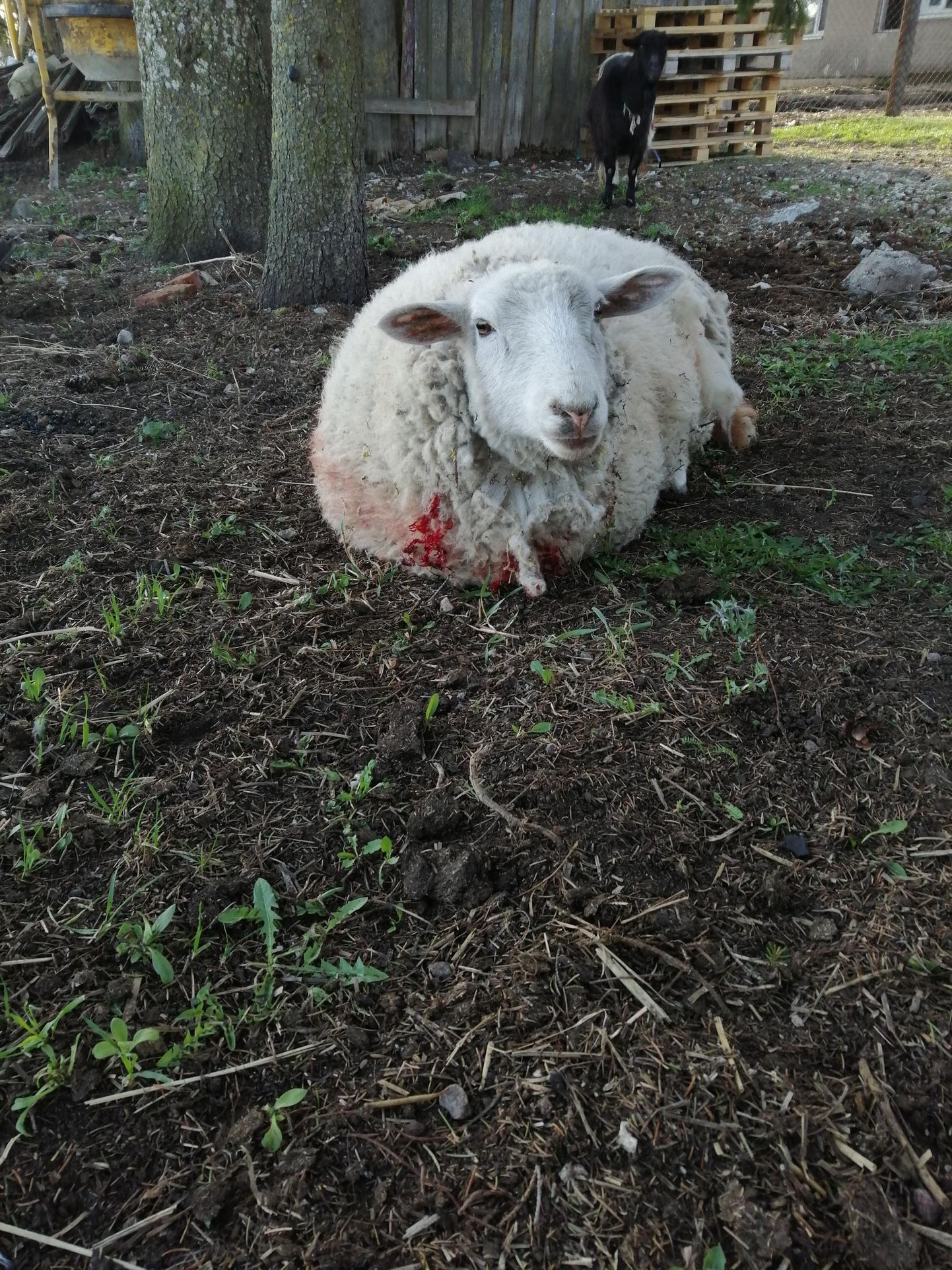 Hallivatimeeste kihvade vahele jäävad igal aastal Eestis sajad lambad.