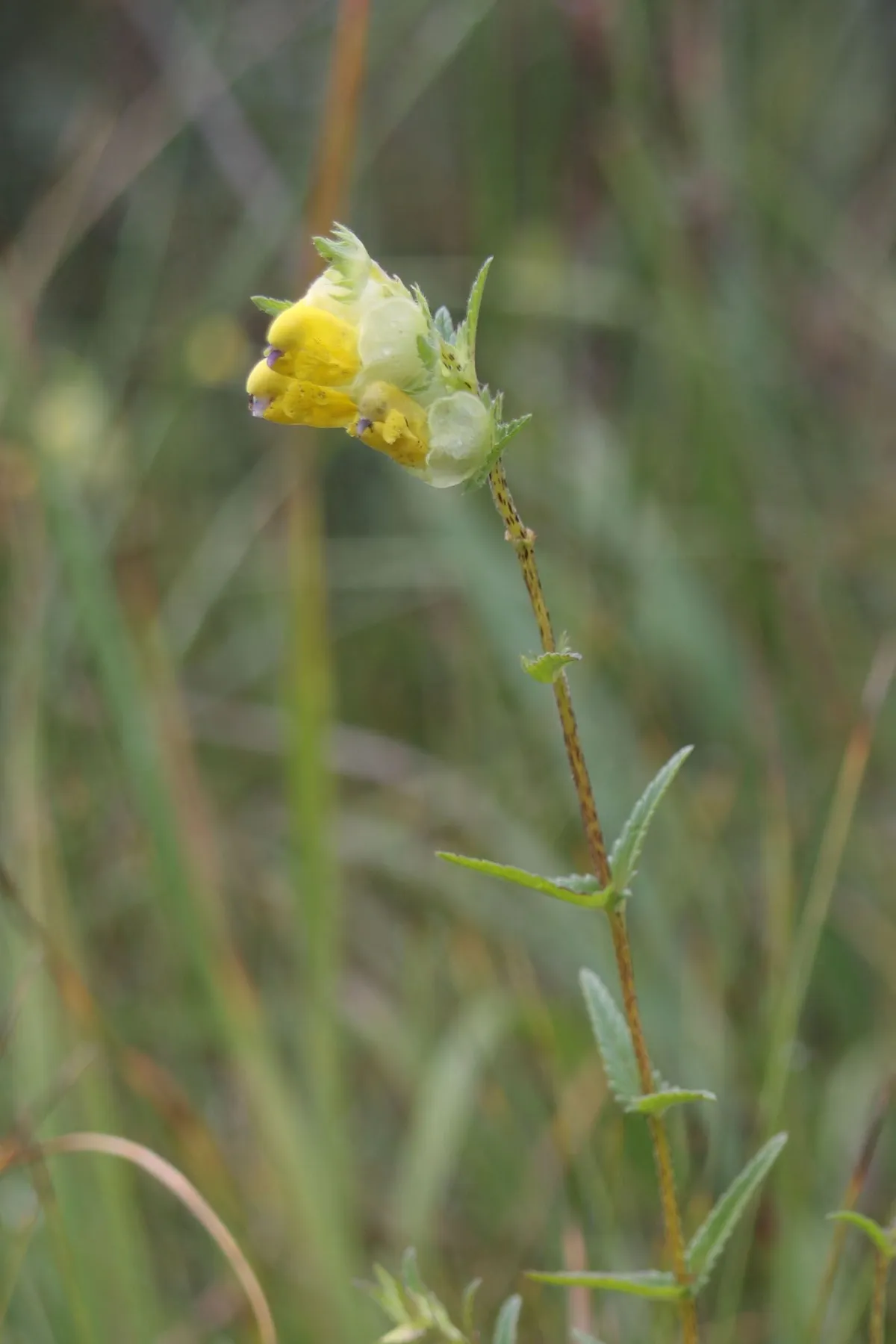 Saaremaa robirohu õis.