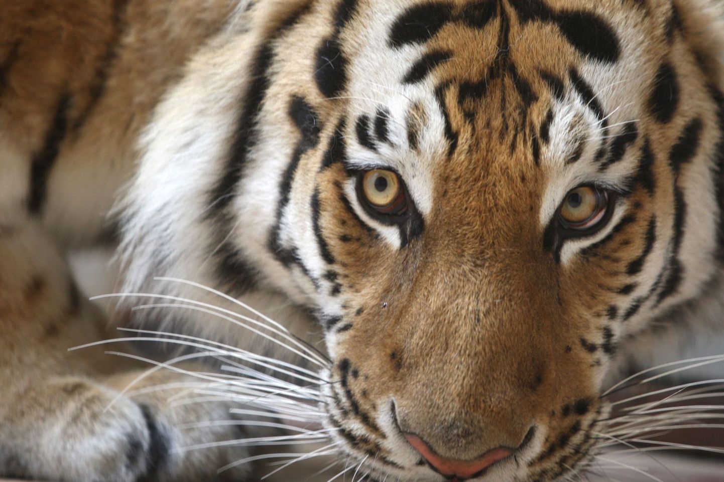Venemaalt vahetuskaubana saadud Amuuri tiiger Teherani loomaaias.