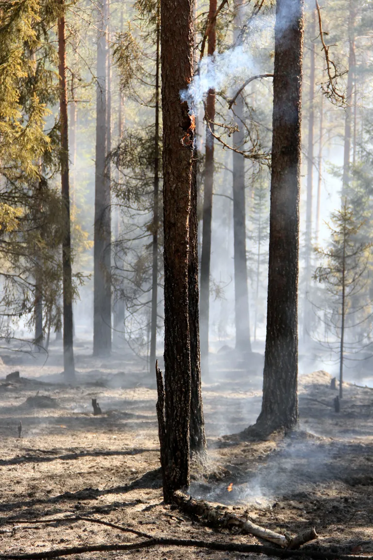 Metsapõleng Hummuli vallas Aitsra külas.