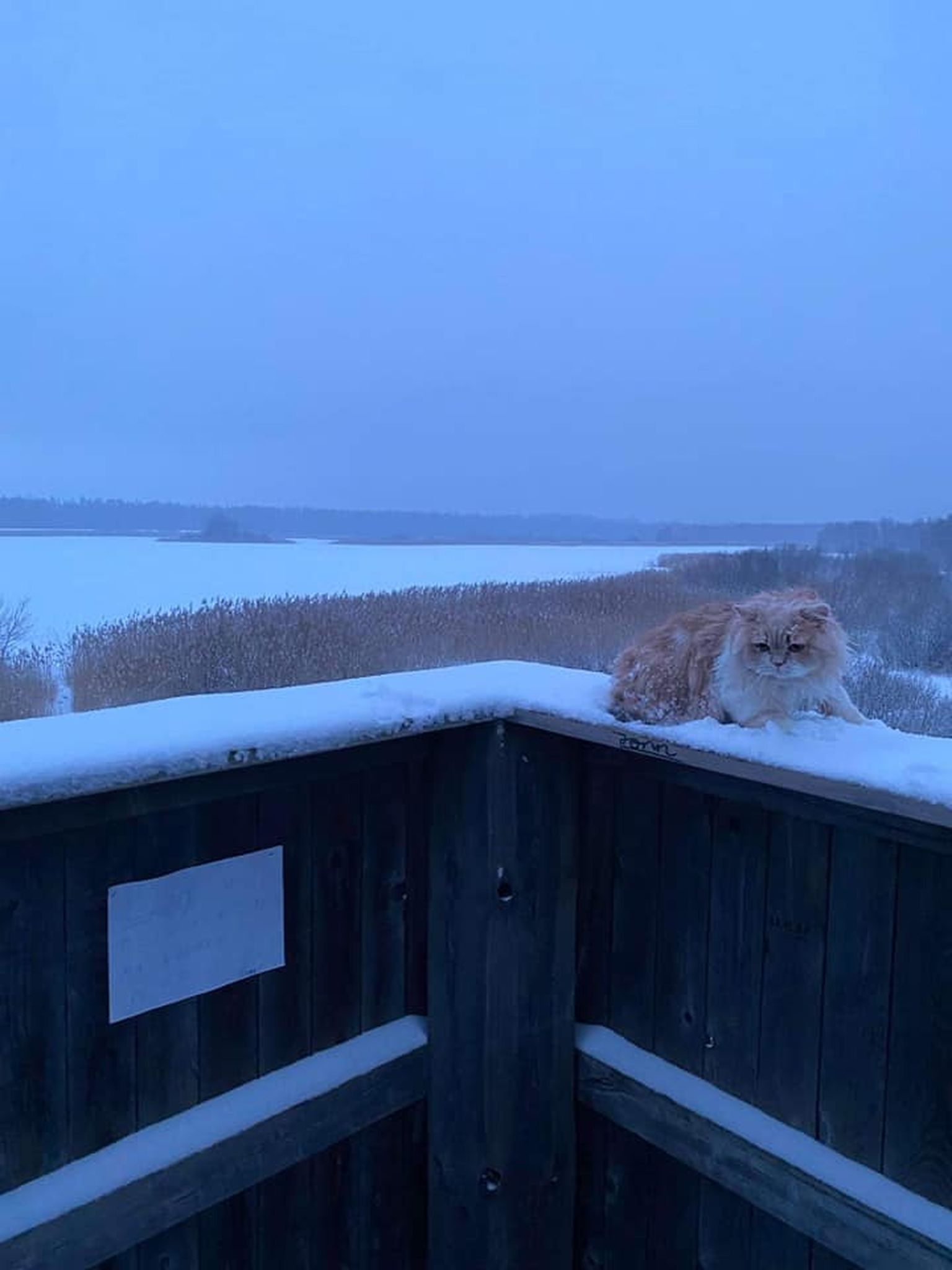 Kass Tuulte Roosi linnusvaatlustornis.