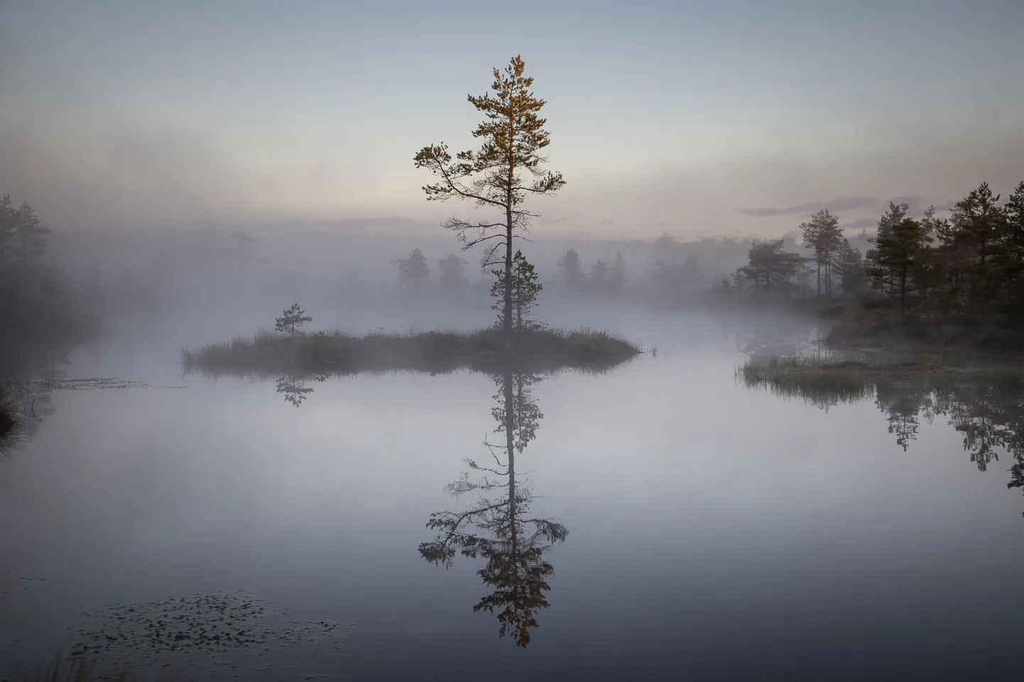 Eesti laukarabad on erilised terves Euroopas – selliseid vaateid saab imetleda ainult meil, Lätis ja Rootsis. Pildil Virumaa raba Lahemaal.
