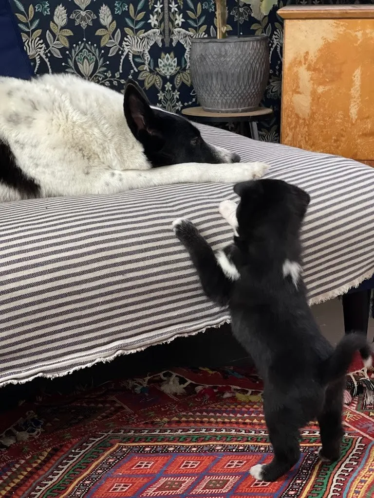 Bella ühe oma kutsikaga.