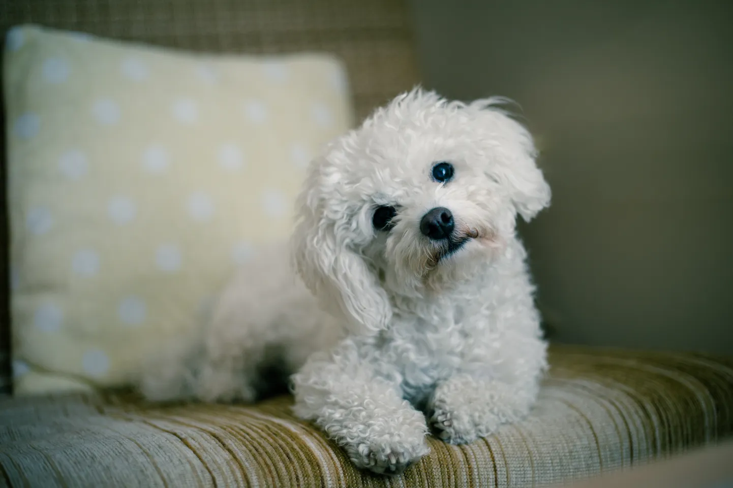Malta bichon.