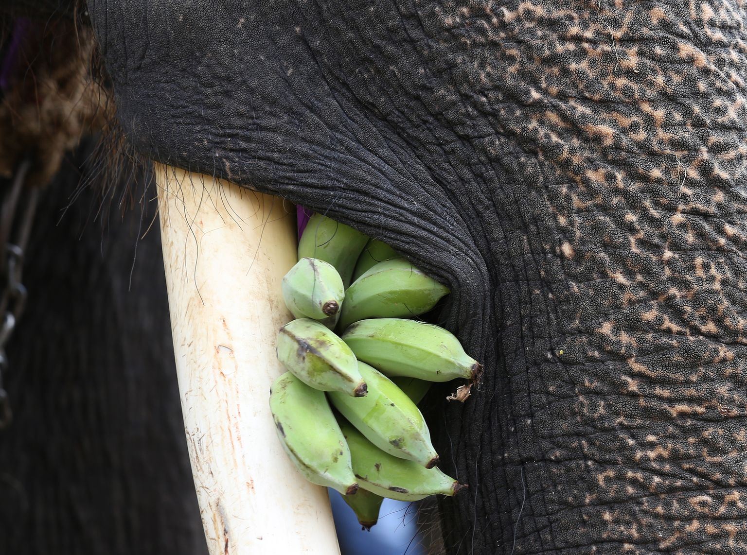 Tavaliselt söövad elevandid banaane koos koorega.