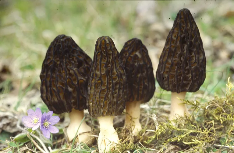 Kuhikmürkel