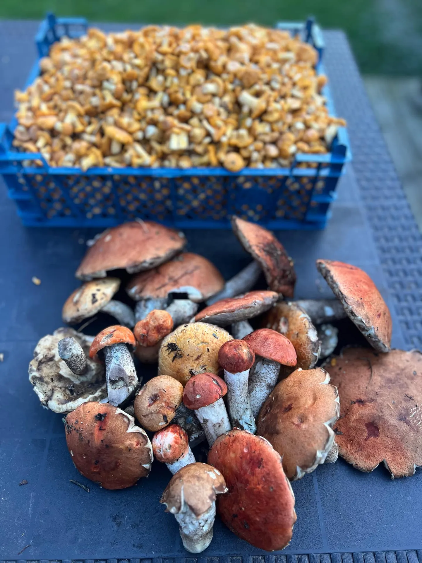 Белые грибы.