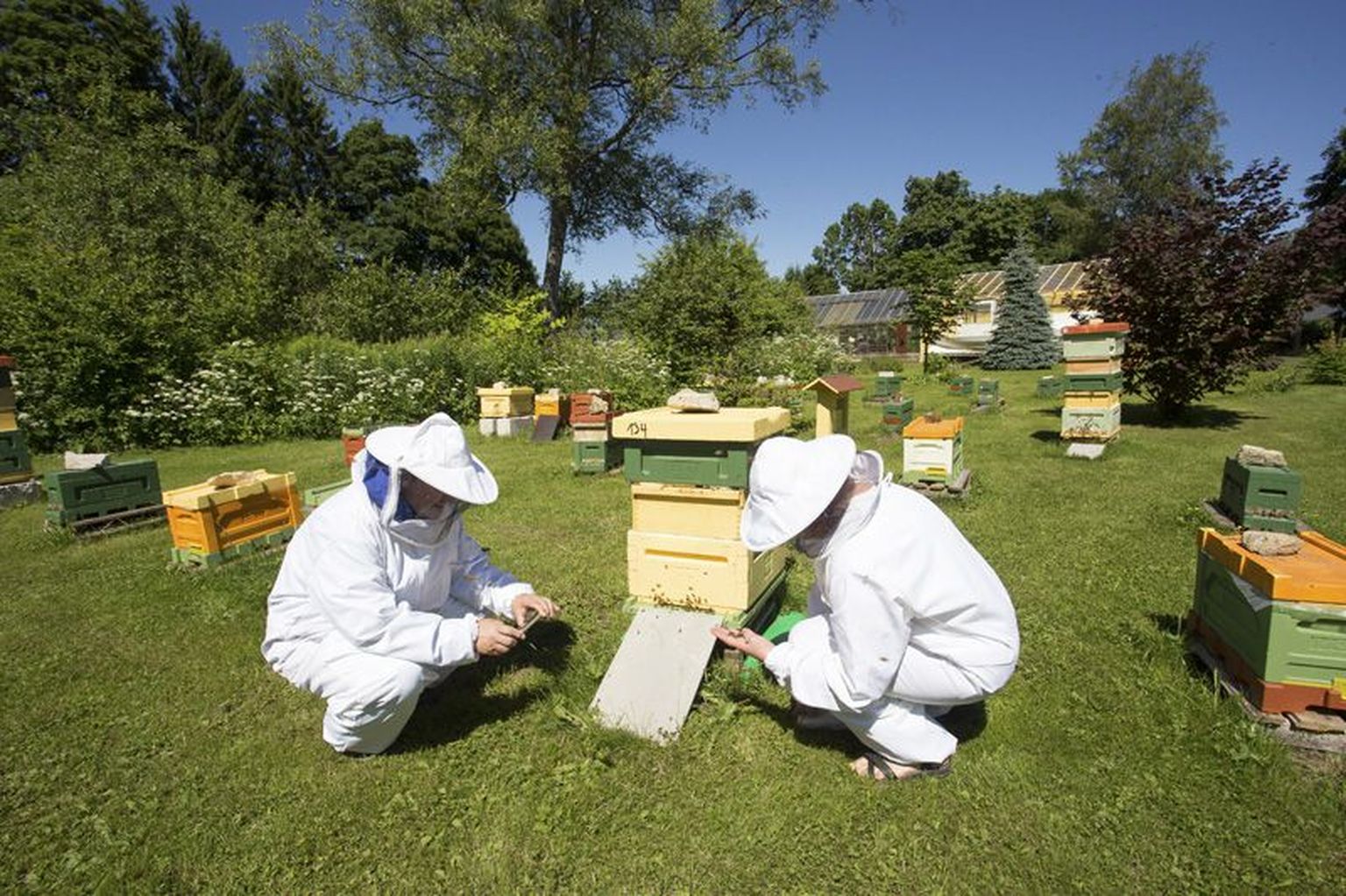 Spetsialistid võtavad tarudest proove, et selgitada mesilaste massilise suremise põhjust.
