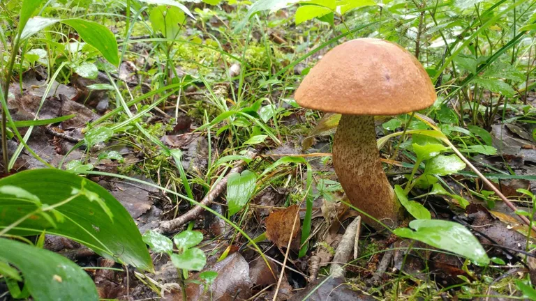 Veel juulis leidus Tori metsades puravikke.