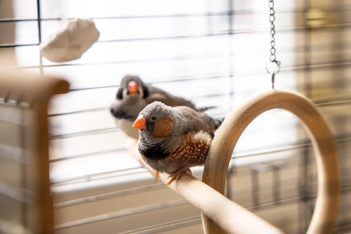 Когда открывается дверь на террасу, домашние птички начинают перекличку с уличными птицами. 