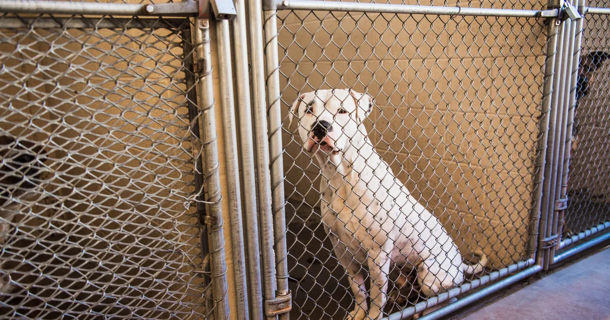 Lost Chicago Dog “Pesok” Returns Home After 2 Years-Heartwarming Reunion with Family