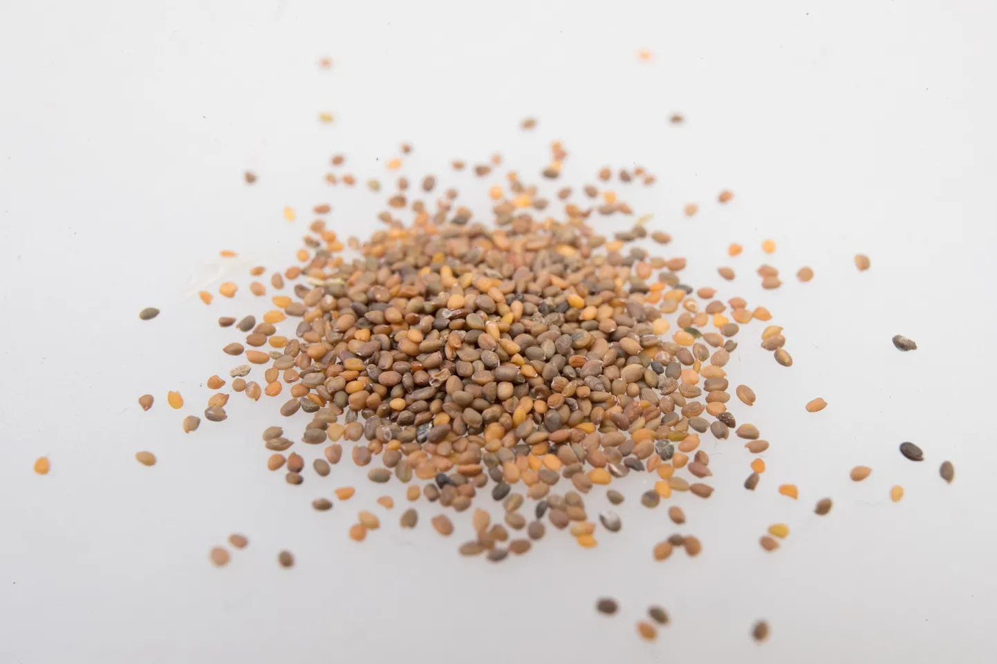 TALLINN, EESTI : 08.03.2018
Aianduskeskuse Hansaplant, Ruccola seemned.  
Gardening Center Hansaplant, ruccola Seeds.
lt/: Foto: LIIS TREIMANN