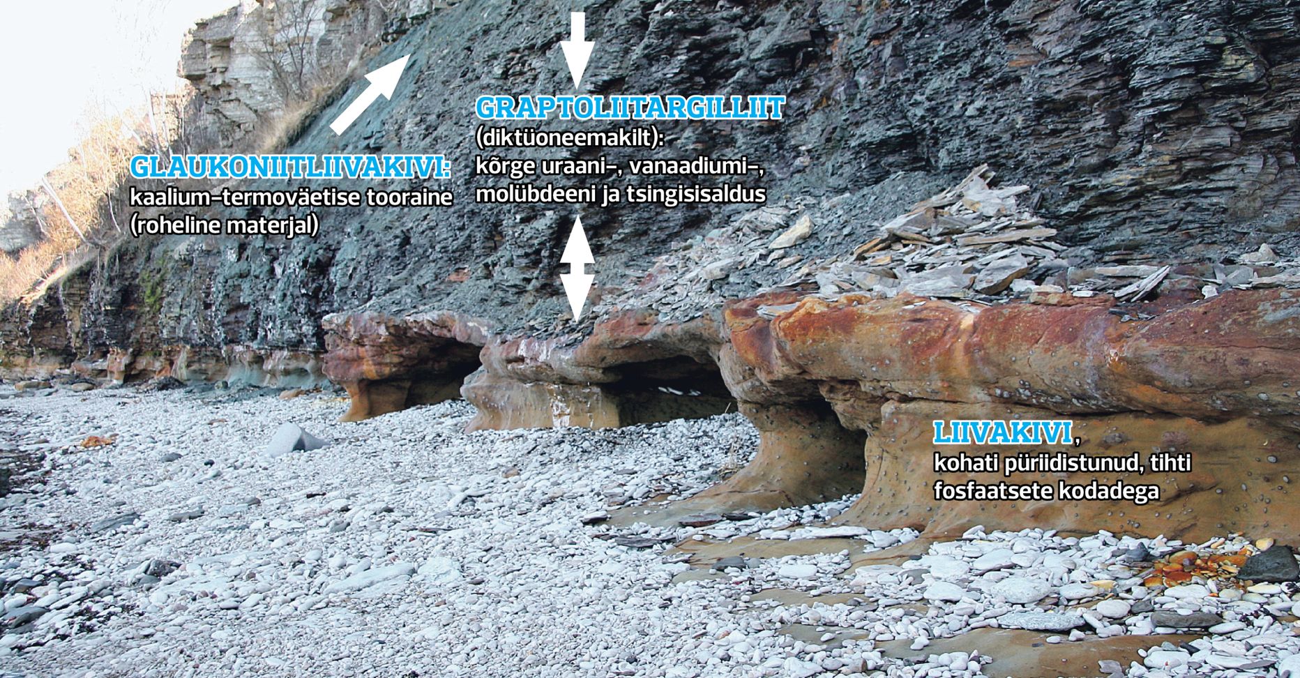 Paldiski panga läbilõige. Läbilõike alumise osa moodustab enamasti Kambriumi vanusega liivakivi. Sarnases liivakivis leidub paljudes kohtades palju fosfaatset karbimaterjali, mis moodustabki Eesti fosforiidi.