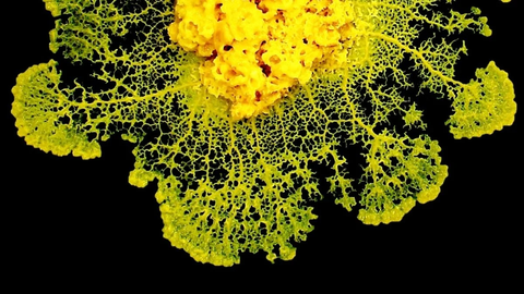 Brainless Slime Molds Make Smart Decisions, New Study Reveals