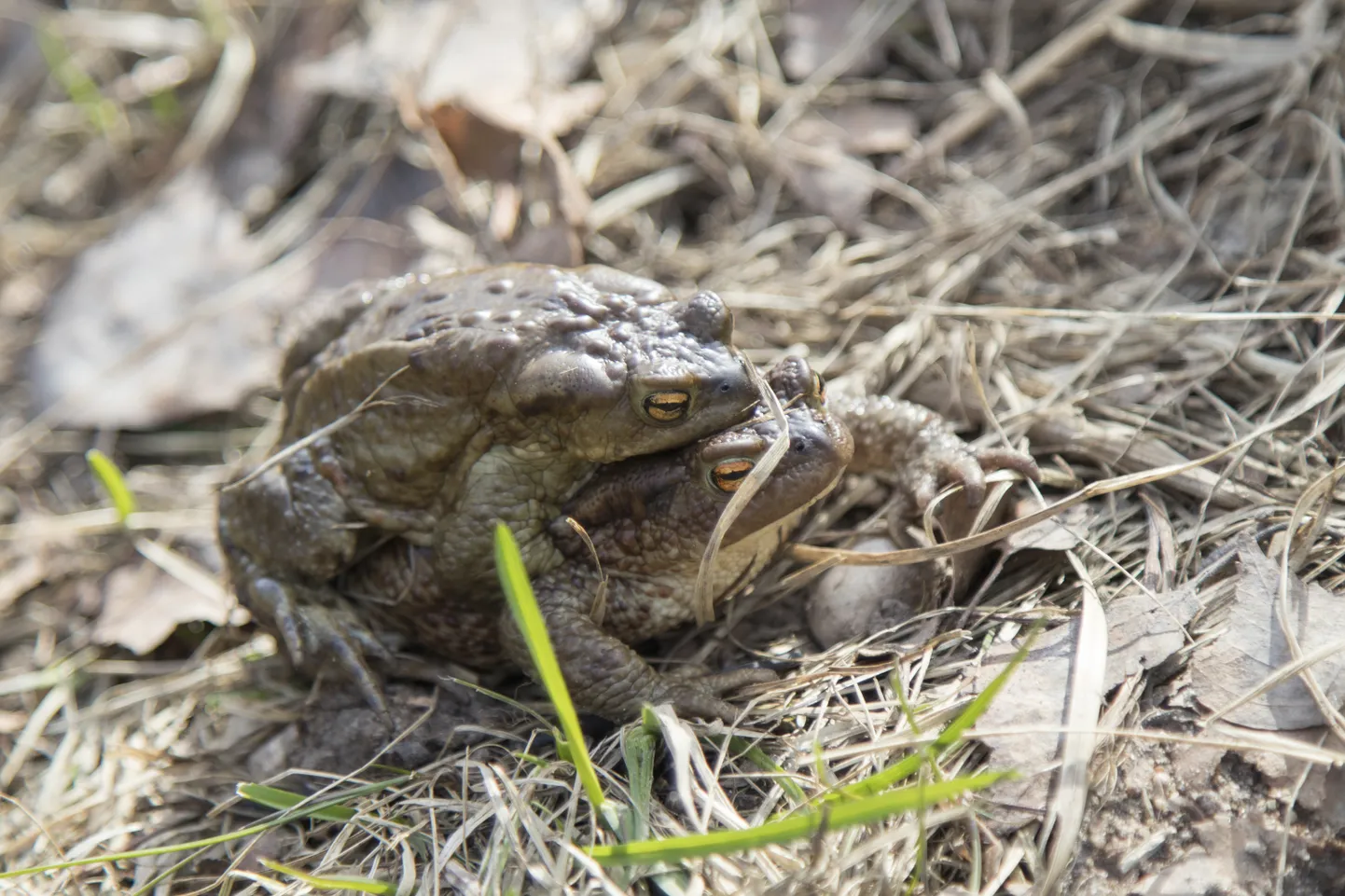 Tänavu eelistasid konnad rännata aprilli keskpaigast mai alguseni. See pilt on tehtud jahedavõitu 28. aprillil Oiul.