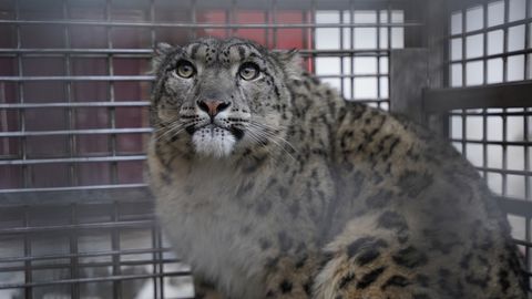 Afganistanis püüti kinni kariloomi hävitanud haruldane lumeleopard