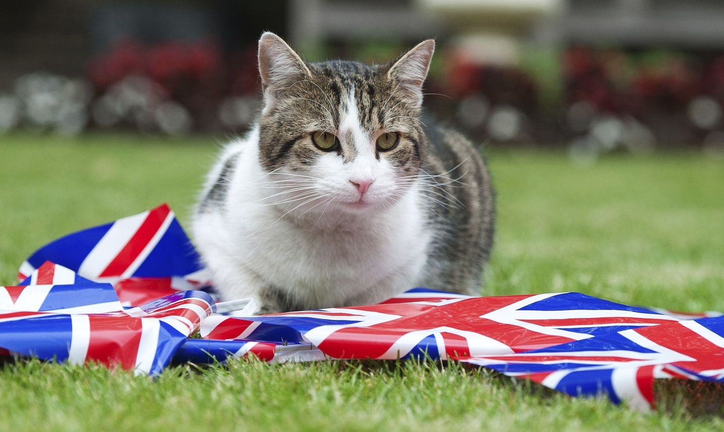 Suurbritannia kuulsaim kass Larry, kelle elukohaks on Downing Street 10, kus asub UK valitsus.