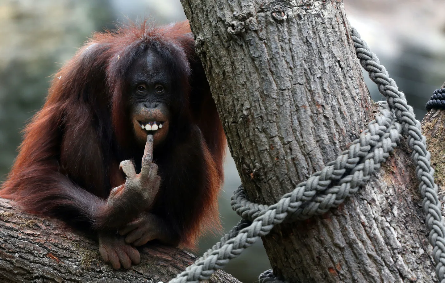 Orangutan
