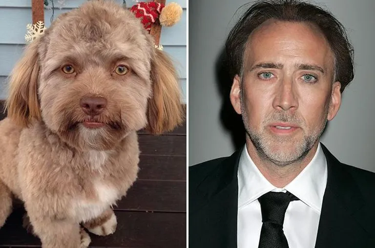 Shih-poo Yogi ja Nicolas Cage