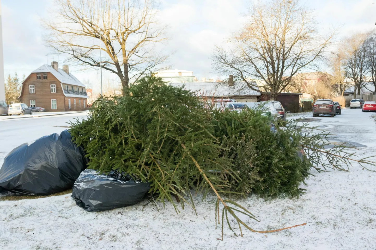 Pühapäeval saab linnarahvas jõulukuused ära anda, kui toimetab need ühte selleks ette nähtud seitsmest kogumiskohast.