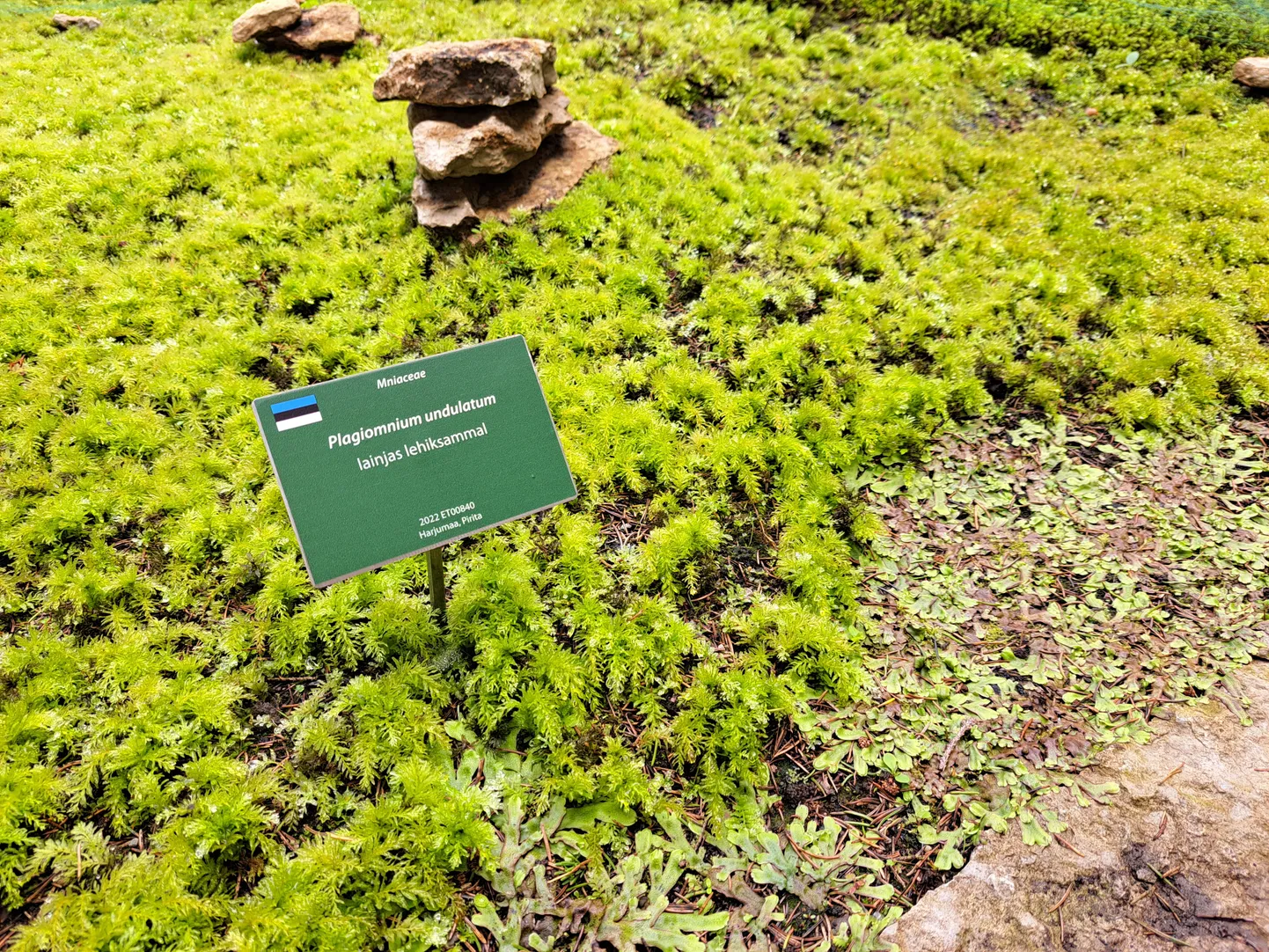 Lainjas lehiksammal.