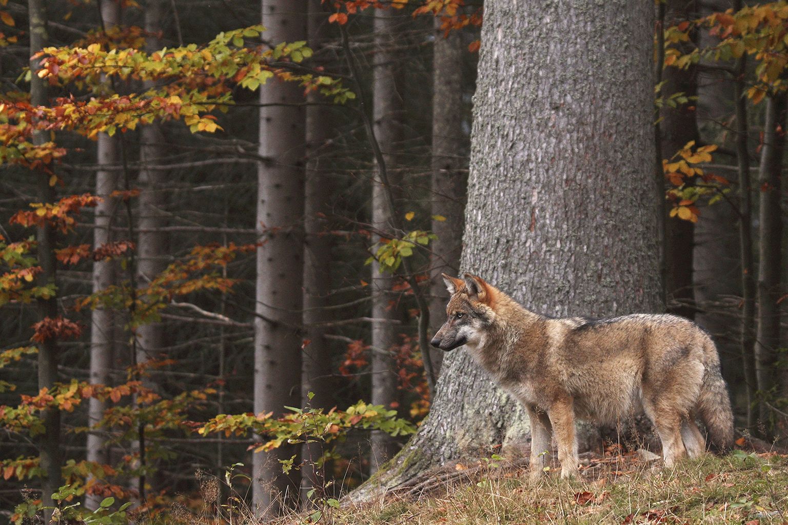 Europaeischer Wolf, Europaeischer Grauwolf, Gewoehnlicher Wolf, Gemeiner Wolf (Canis lupus lupus), am Waldrand, Deutschland European gray wolf (Canis lupus lupus), on the forest edge, Germany BLWS478709 Copyright: xblickwinkel/H.xPieperx
