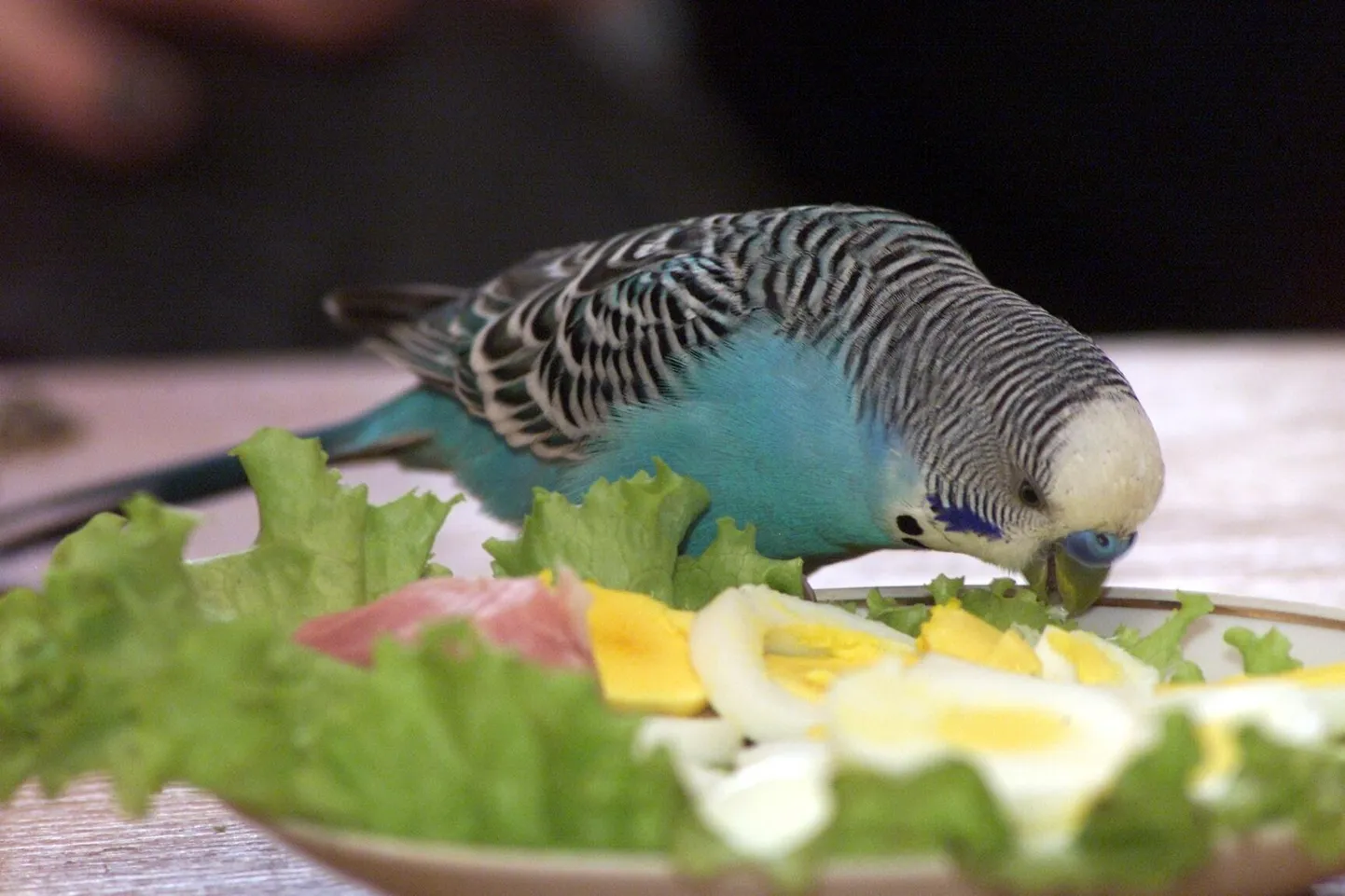 Viirpapagoi toidulauale sobivad nii keedetud muna kui ka roheline salat.
