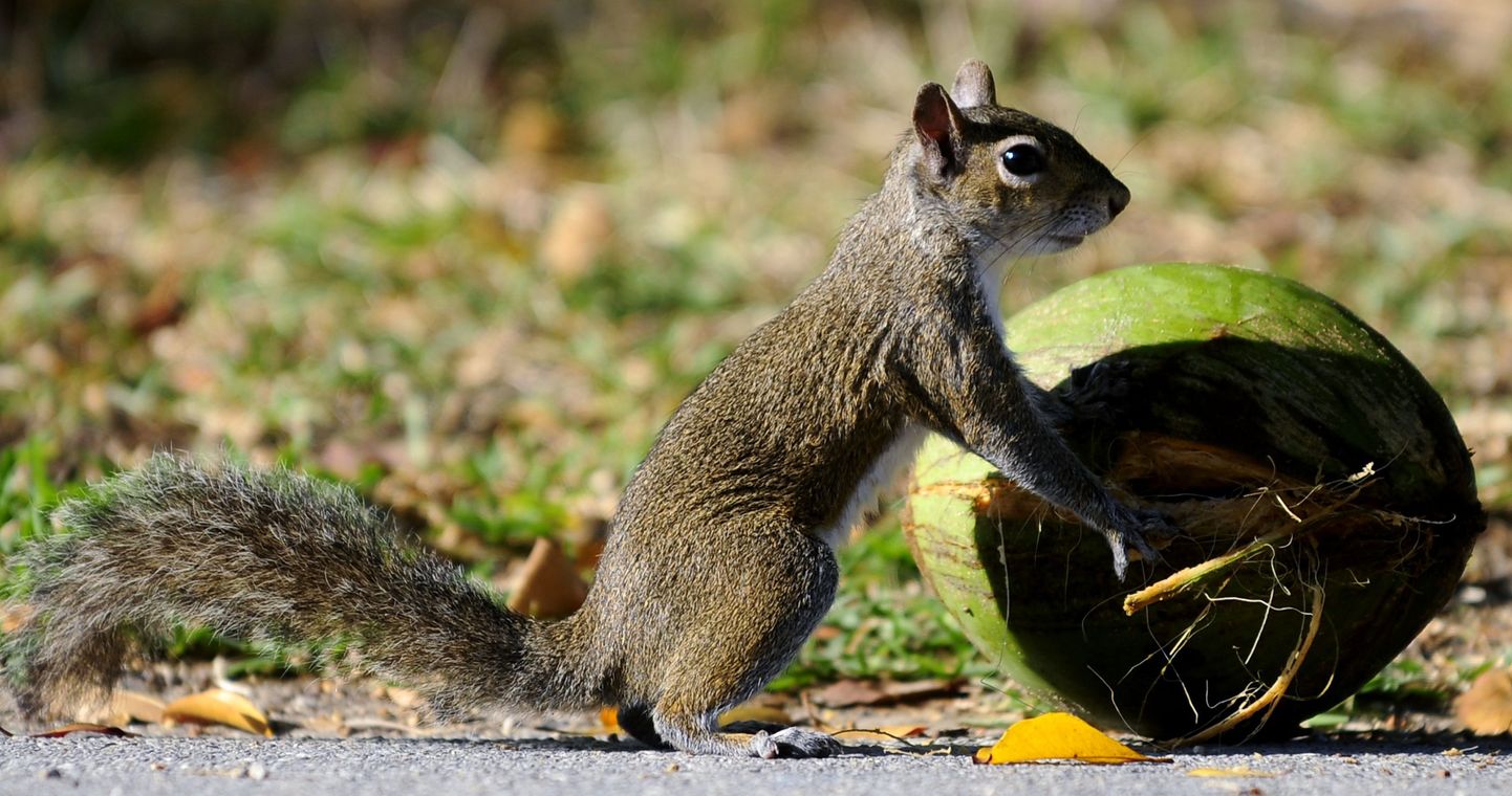 Orav kookospähkliga.