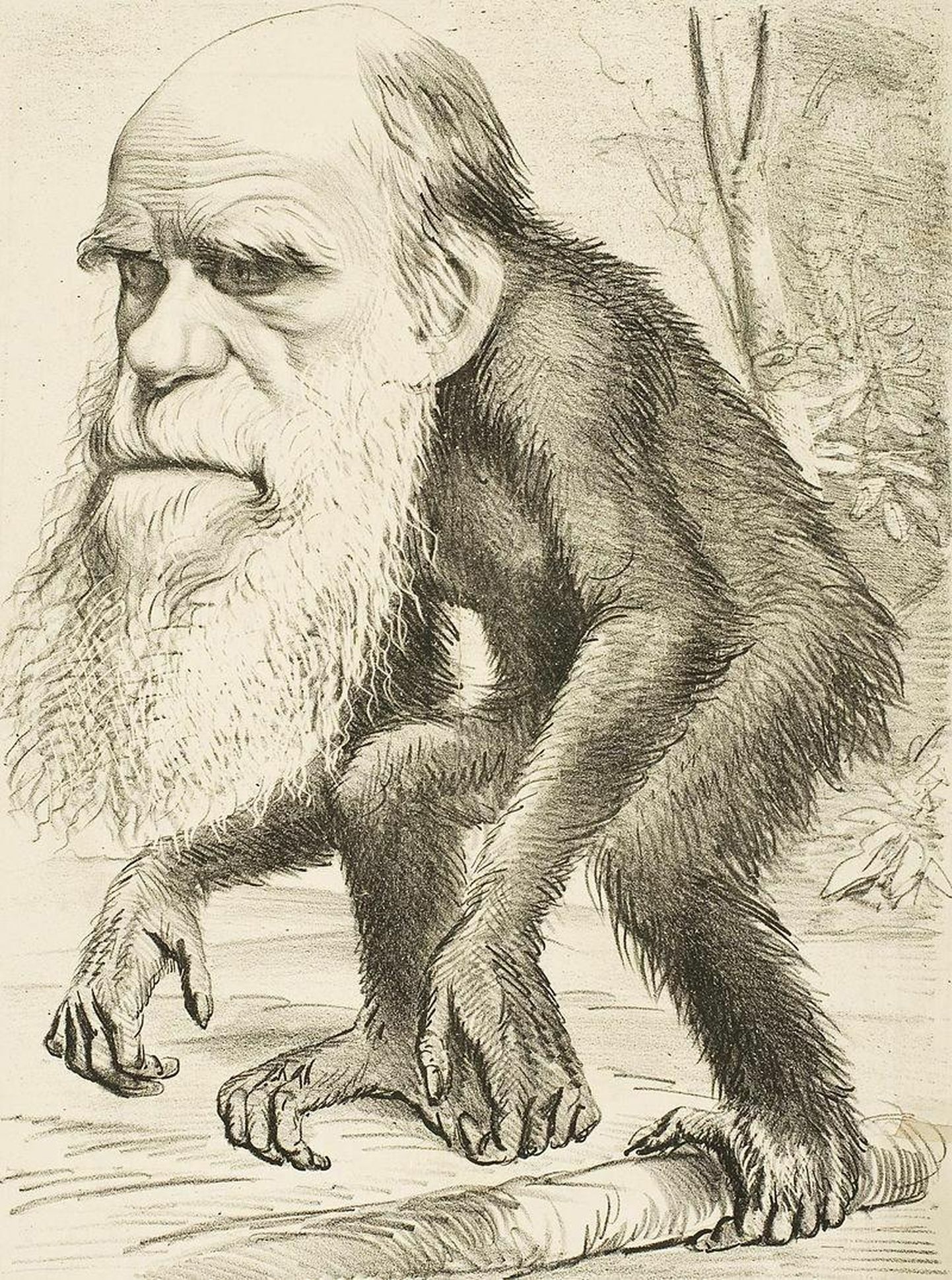 Pärast Charles Darwini raamatu «Inimese põlvnemine» ilmumist 1871. aastal levis autori kujutamine ahvi kehaga. Iroonilisel kombel sobib see 150 aastat tagasi satiiriajakirjas The Hornet trükitud karikatuur näitlikustama neokreatsionismi, mis seisneb Frans de Waali sõnul selles, et «see tunnistab evolutsiooni, ent ainult poolenisti. Selle keskne tõekspidamine on, et põlvneme ahvidest küll keha, aga mitte mõistuse poolest. Otsesõnu välja ütlemata eeldab see, et evolutsioon seiskus inimpea juures.»