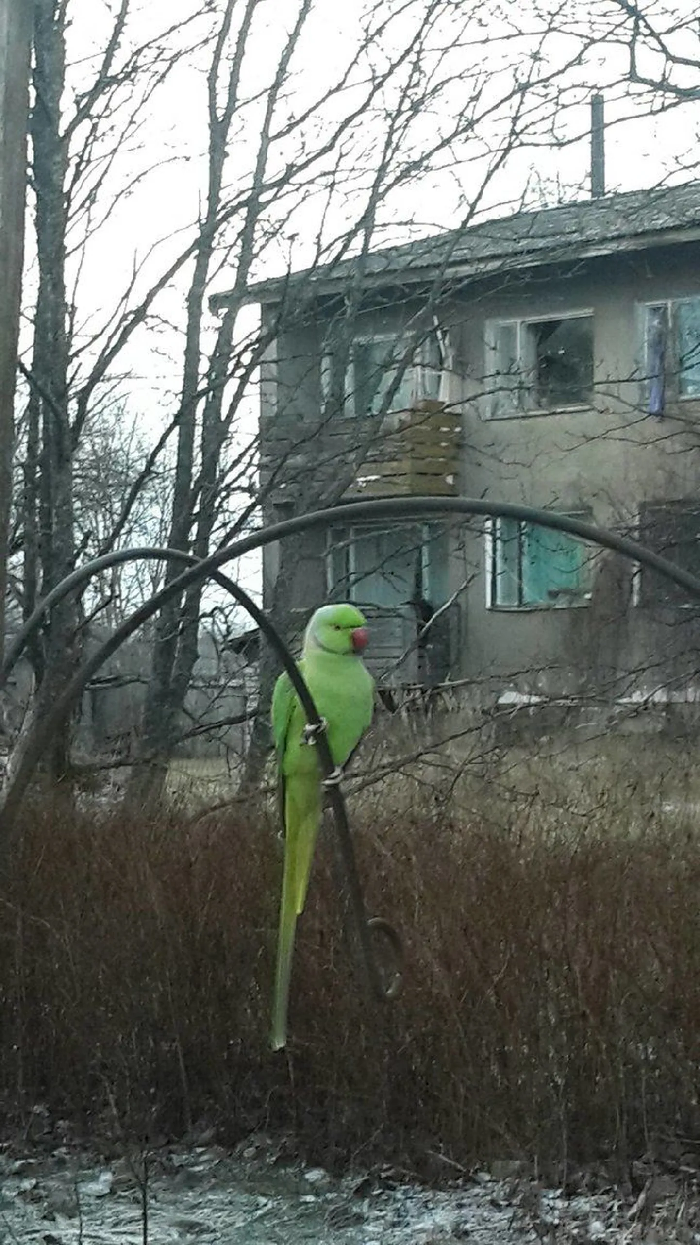 Попугай, которого часто видят в Пярнумаа. Снимок сугубо иллюстративный.