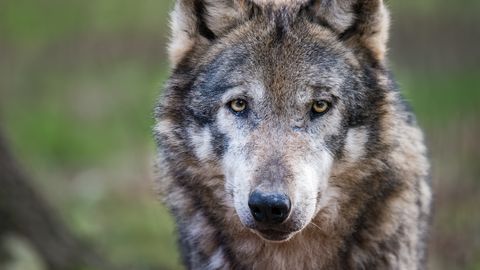FOTO ⟩ Pärnumaal jäi kaamera ette saaki hambus tassiv hunt