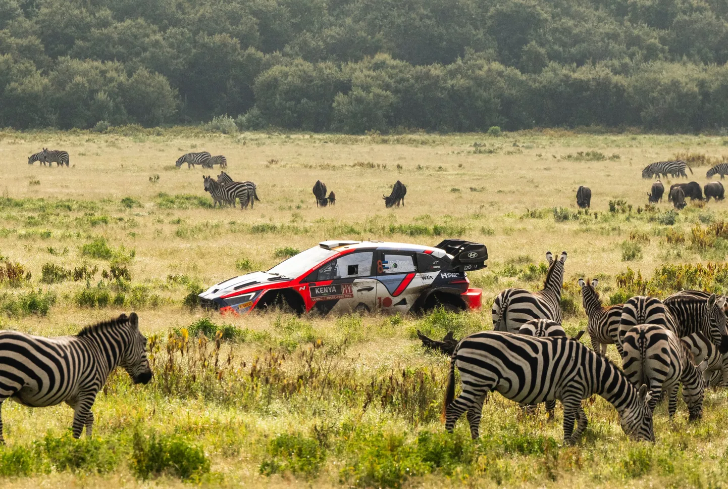Safari rallil püüavad pilku loomakarjad, mille liikmed pahatihti ka autode ette jäävad. Korraldajad on koostöös spetsialistidega võtnud kasutusele erinevaid meetmeid, et ralli mööduks kõigi jaoks ohutult.