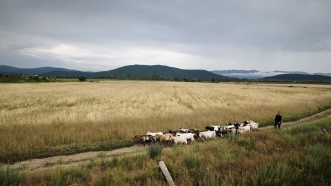 Ajarännak maale, kus Tesla teeb hobuse häält