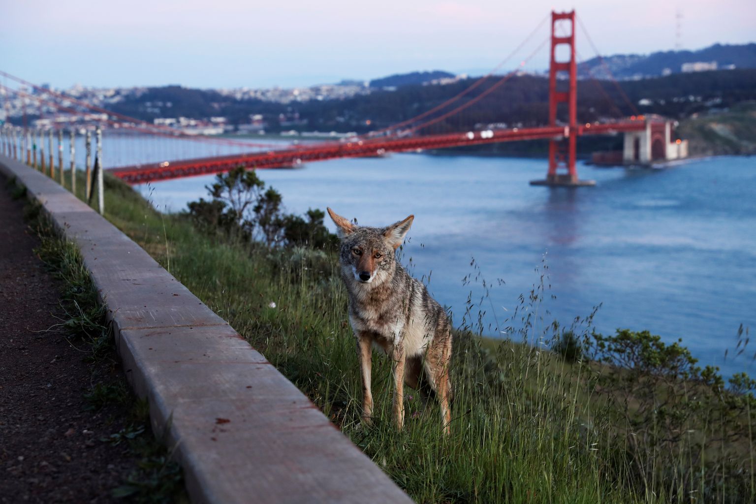 Koiott San Franciscos, taustaks Kuldvärava sild