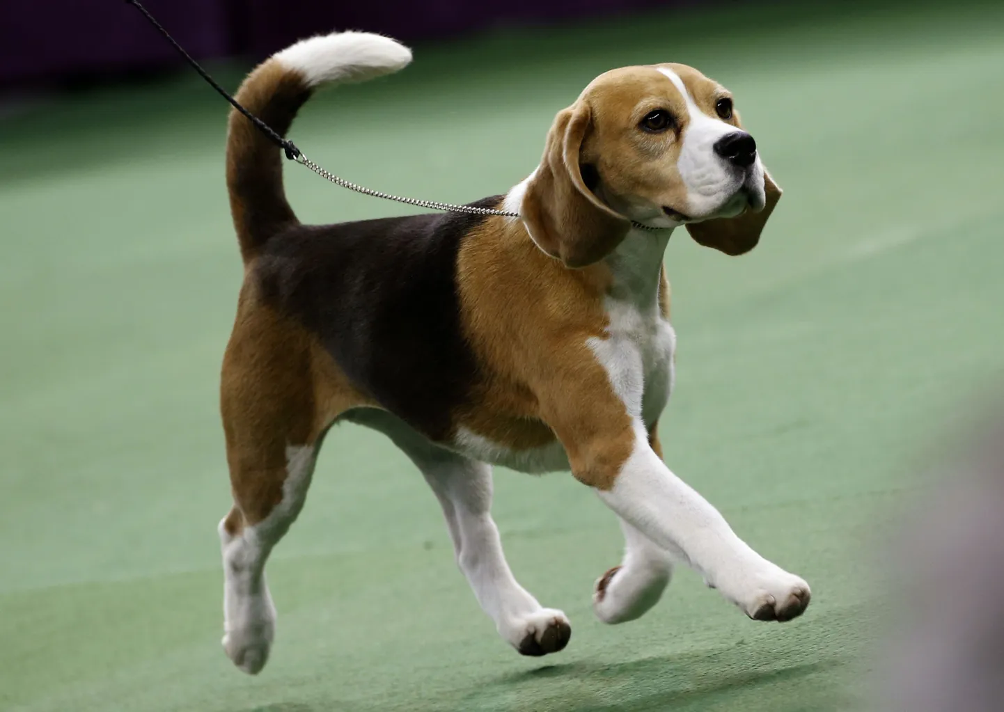 Beagle.
