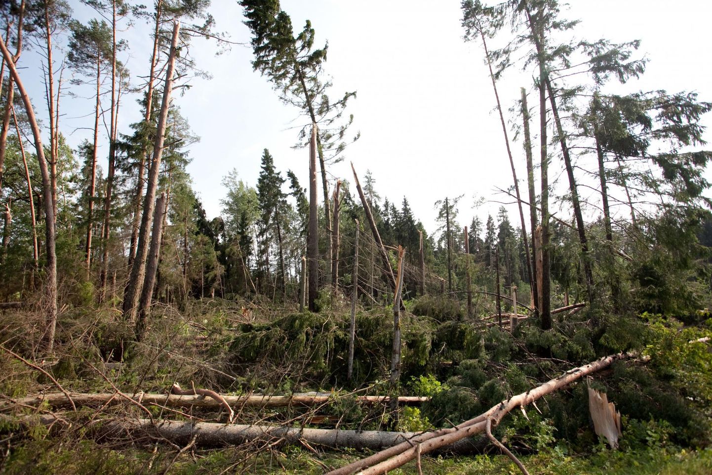 Metsaomanikul tasub meeles pidada, et metsa­meetmest saab toetust tormi­kahjus­­tuste likvideeri­miseks ja ­hukkunud metsa ­taas­tamiseks.