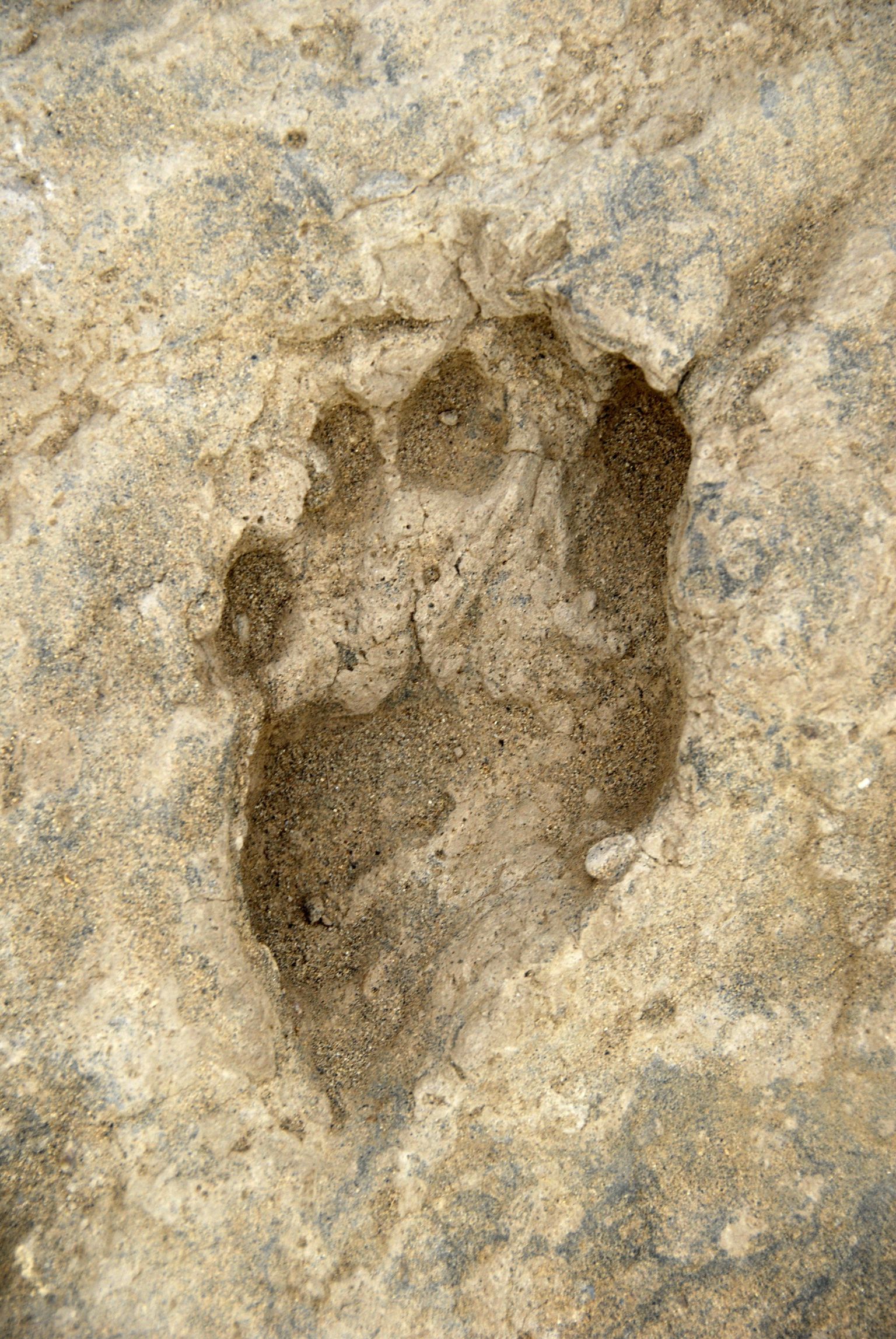 Keeniast leitud fossiilne jalajälg.