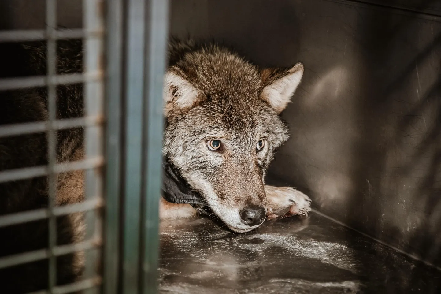 Talvel Sindi paisult päästetud hundi saatuse kohta pole praegu vettpidavaid andmeid.