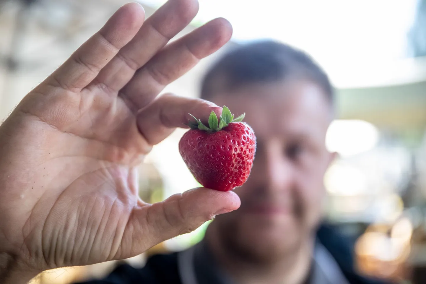Põlvamaal kasvanud Joosepi talu maasikas.
