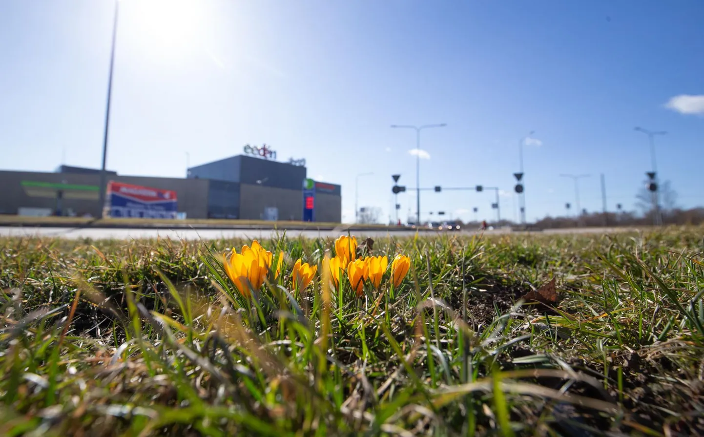 Pildil krookus Sõpruse ringil.