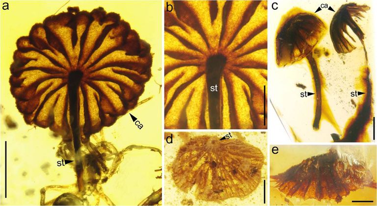 Hiina muuseumi merevaigukogust avastatud 99 miljoni aasta vanused seened on ühed vanimad ja kindlasti kõige paremini säilinud seenefossiilid, mis kunagi leitud.
Foto: Xinhua/Sipa USA/Scanpix