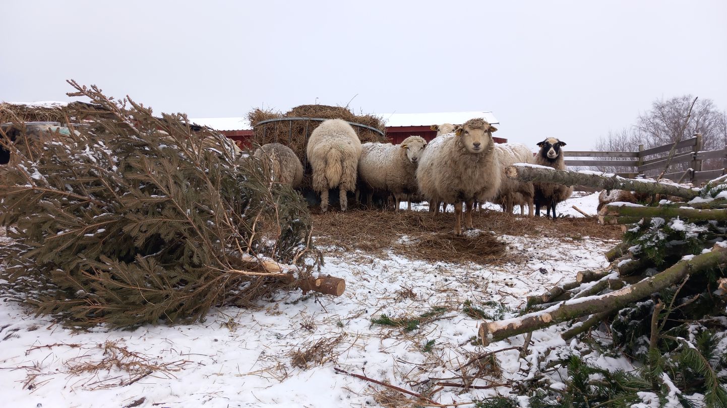 Assamallas asuva Savi talu lammastel on Rakvere jõulupuu okstega tööd ja tegevust mitmeks nädalaks.
