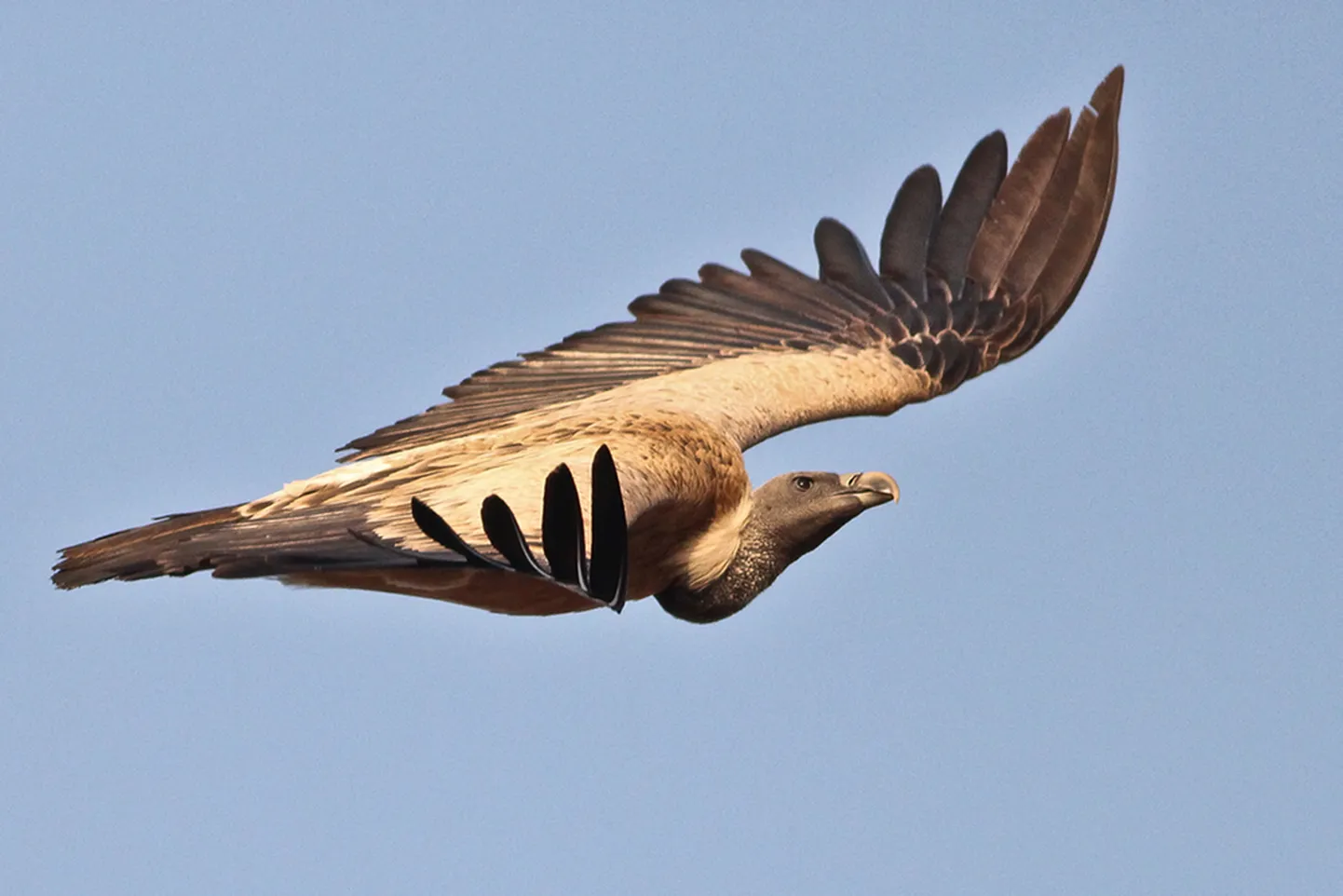 Pikanokaline raisakotkas (Gyps indicus) – üks kolmest Indias kannatada saanud raisakotka liigist.