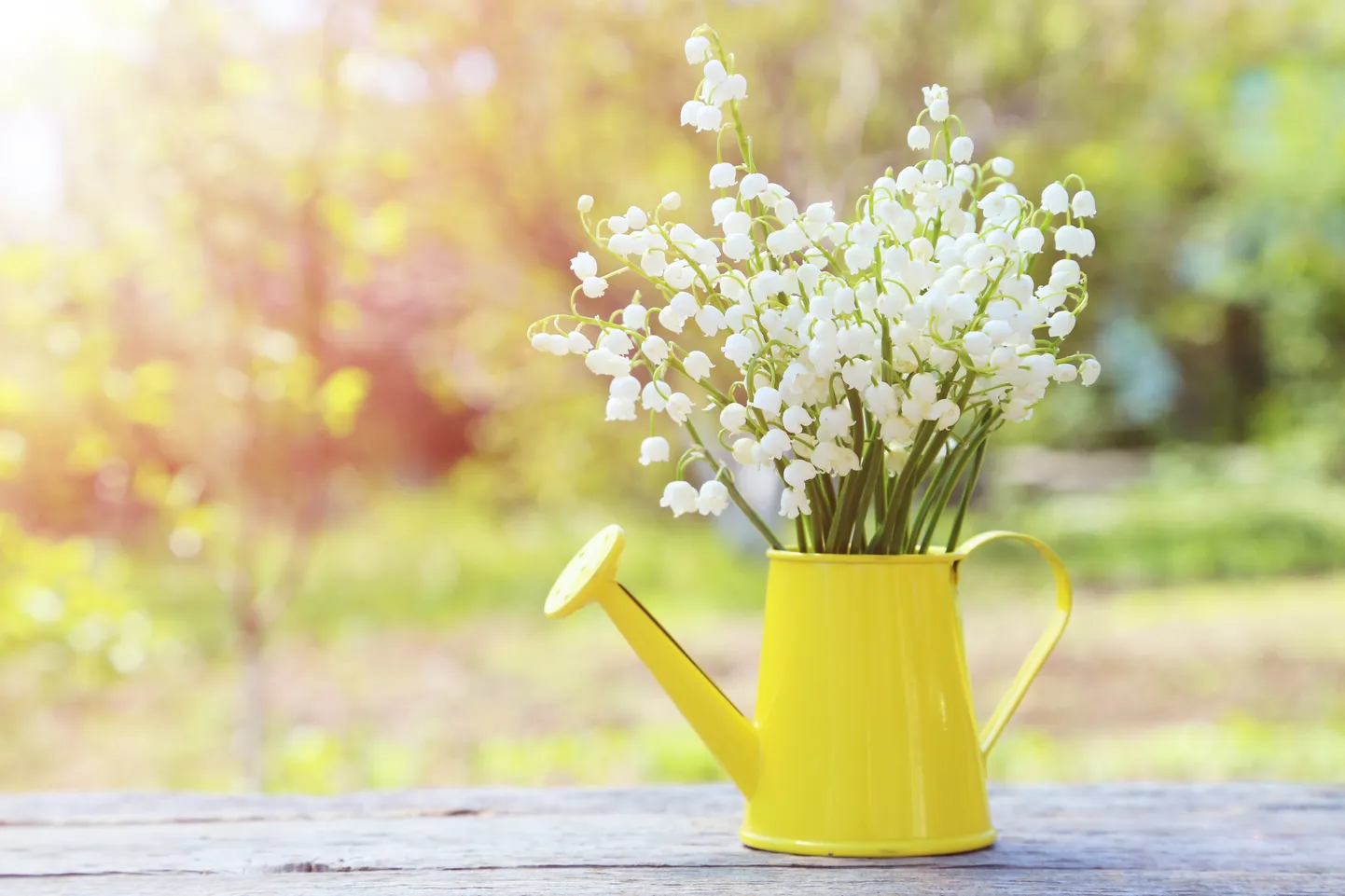 Lily of the Valley in watering can on grey wooden background, outdoors