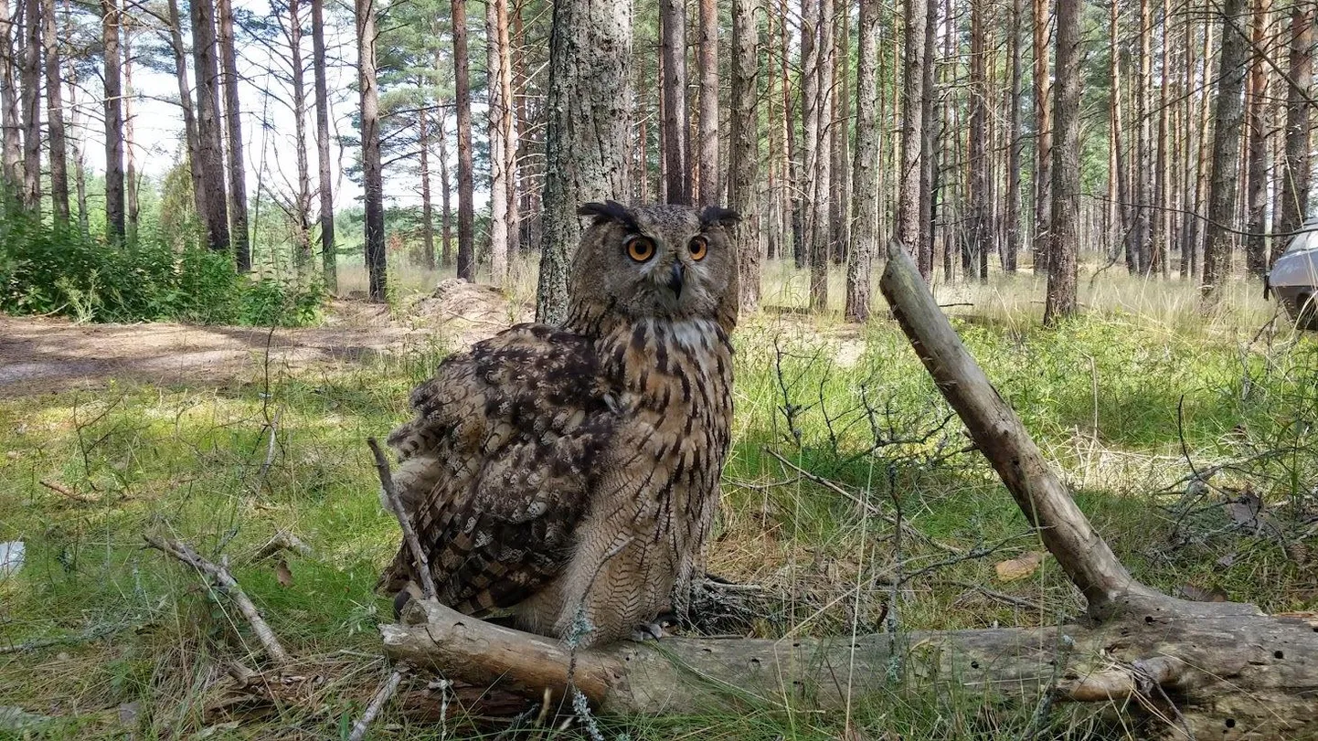 Kassikakk istub.