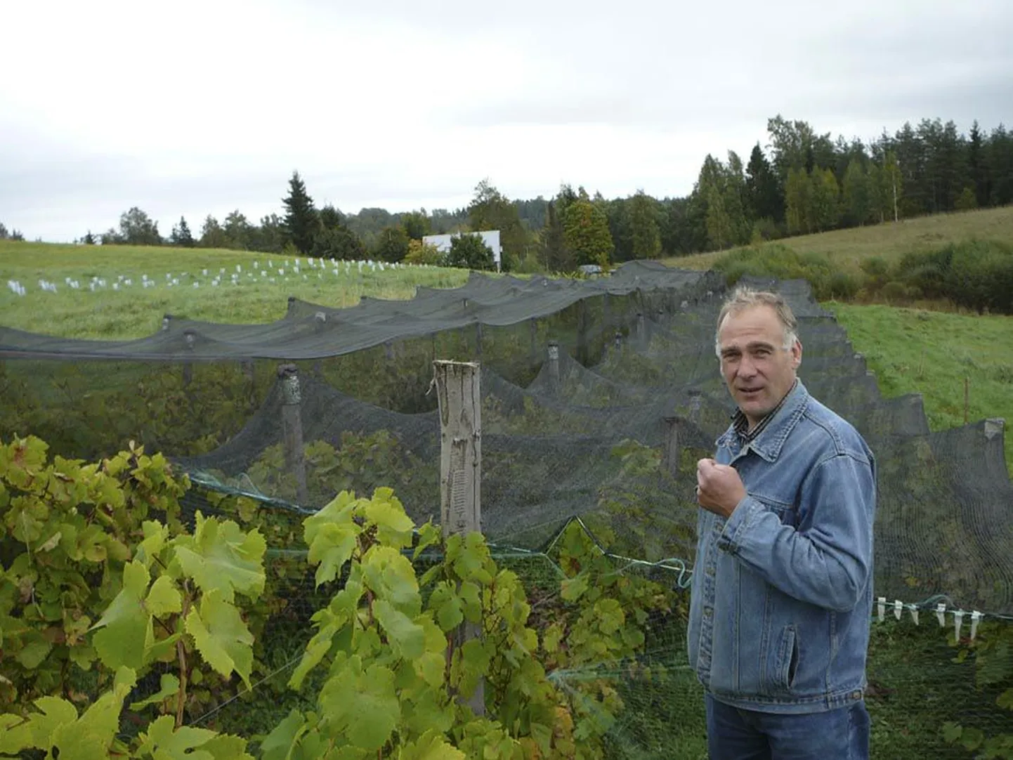 Oma viinamarjasaagist teeb Jaak Eensalu veini. Esialgu jäävad kogused väikeseks, aga tulevikus loodab ta jõuda 10 000-liitrise aastatoodanguni.
