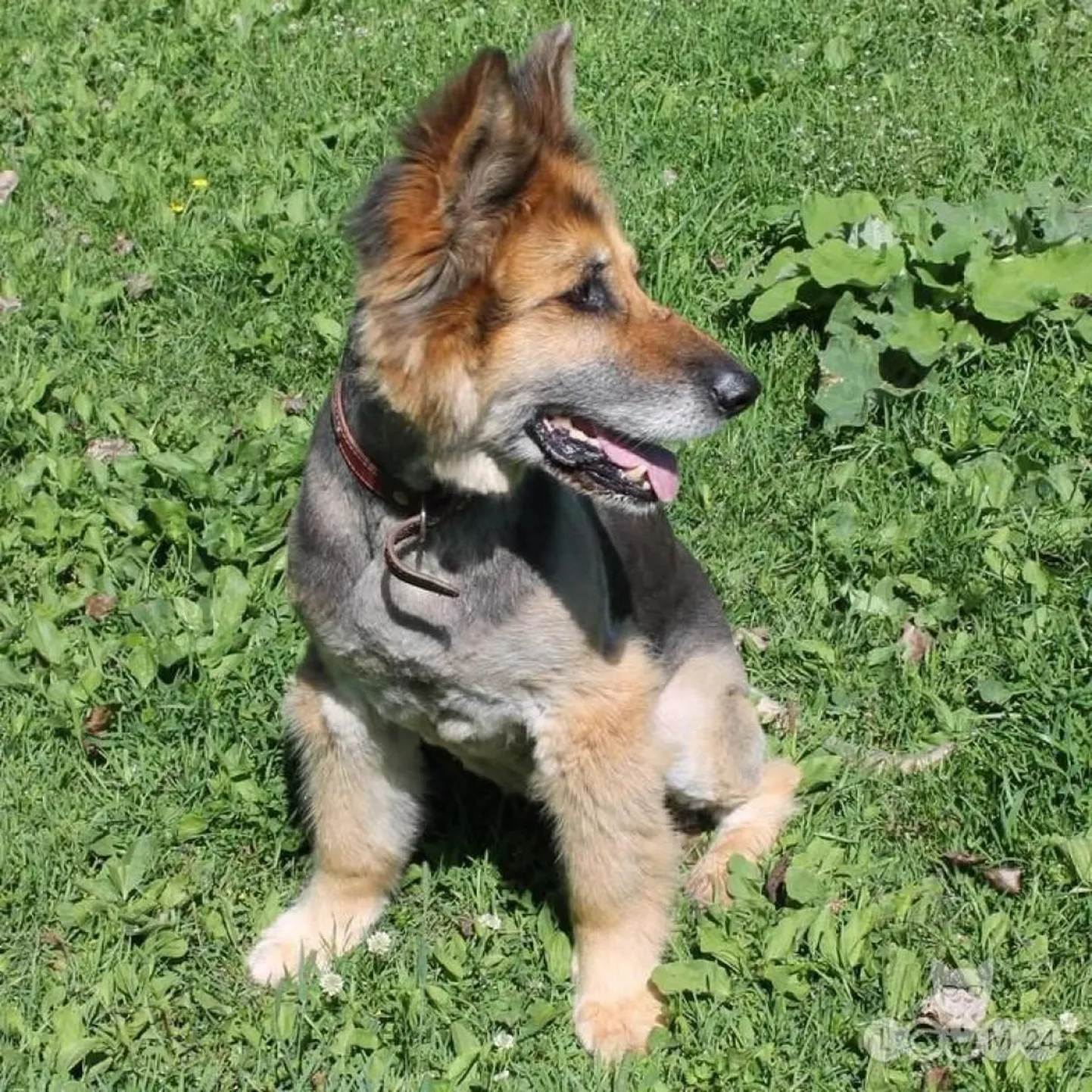 Šakira.