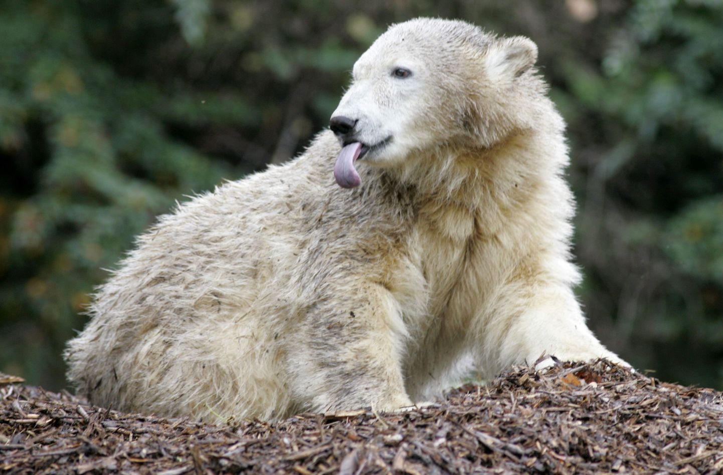 Kuulus jääkaru Knut